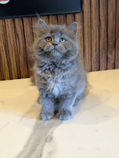 grey persian semi punched penta coated
