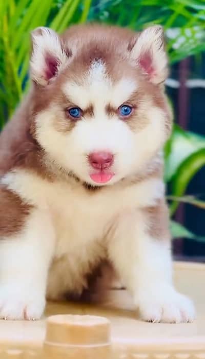 Siberian husky fore sale Whatsapp number 0340.4237994