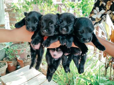 For sale German shepherd puppies