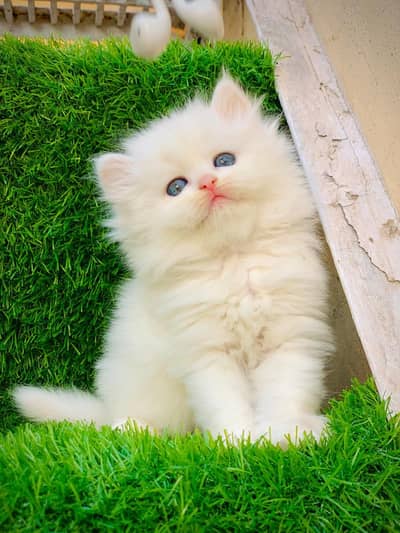 Persian triple coated kittens for sale cash on delivery available hy