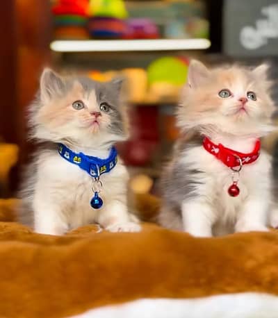 Persian Kittens |Blue Eyes|3 coted |Cat Baby OƷ48029O146 ωtsap