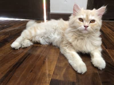 Persian cat | Triple Coated, For Sale