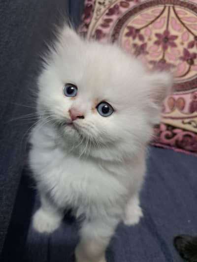 Persian kittens for sale