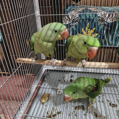 Raw chicks For sale