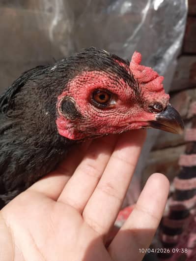 pure black thai murgi  condition 10 by 10