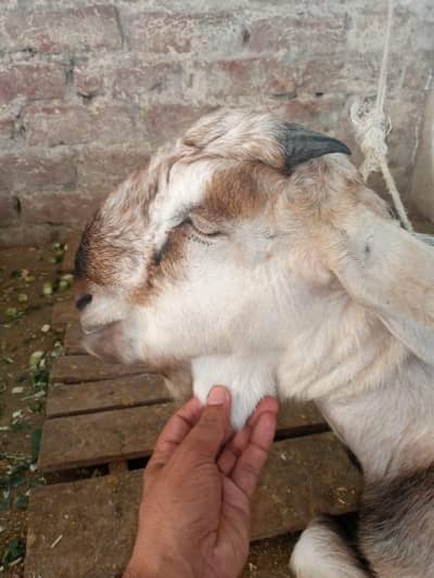 teda type desi bakra