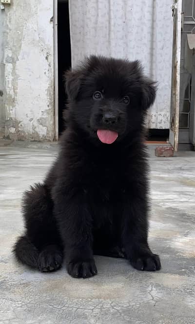 Black German shepherd