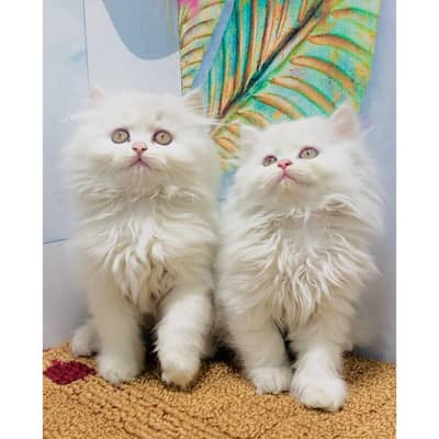 Persian triple coated kittens for sale cash on delivery available hy