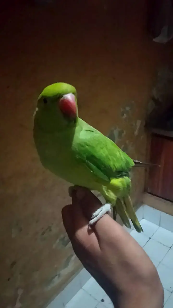 Very beautiful parrot — photo 4