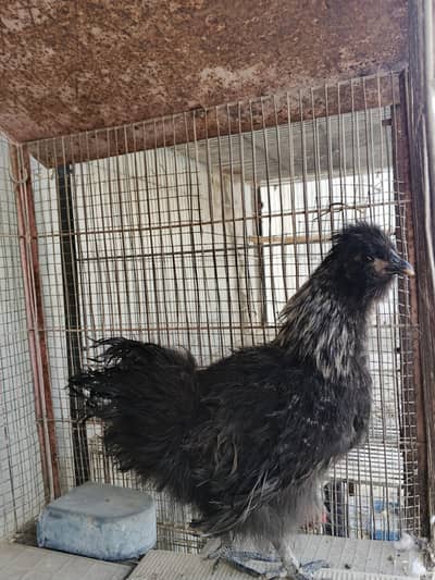Silkie chick
