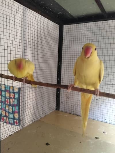 yellow ringneck parrots 3 eat on their own self eating and hand taim