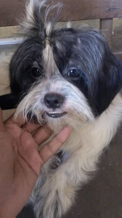 Shihtzu breeder female