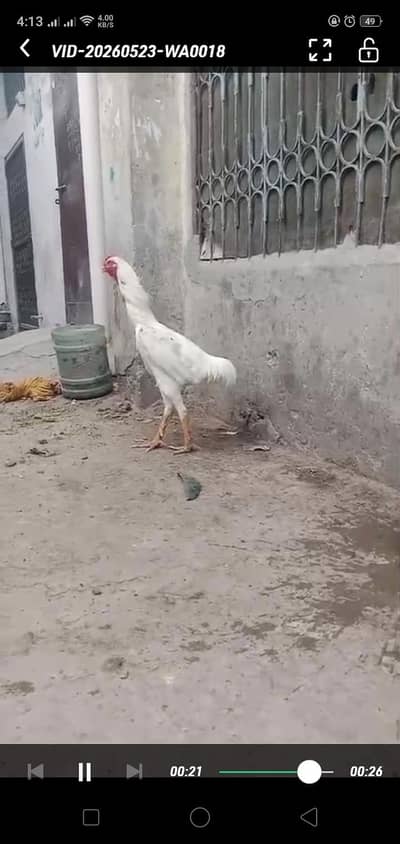 PURE German O Shamo Paper White Breeder Male - King Size - Lahore*