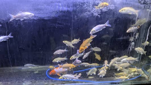 japanese koi and shubunkin