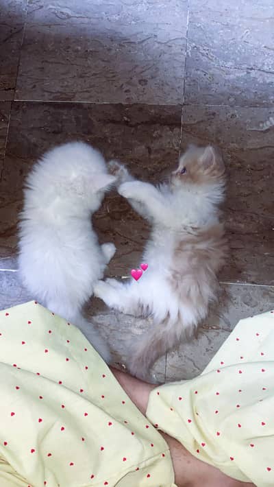 Triple coat Persian cat