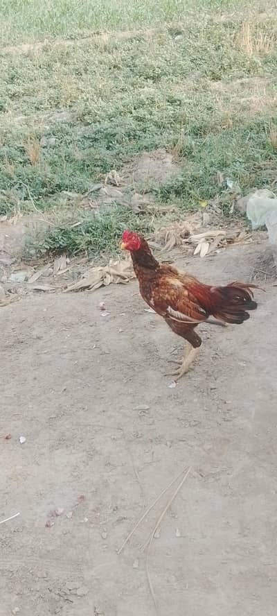 animal