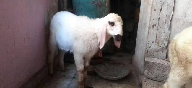 dumba jori