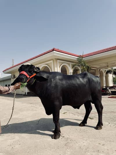 Breeder neli ravi bull