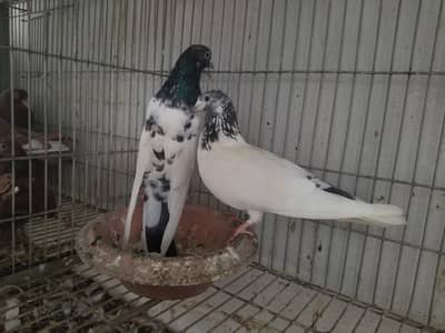 Sialkoti High Flying mailee aankh Waly kabotar sale exchange