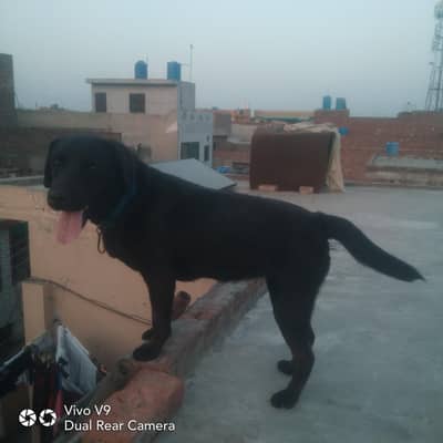femal dog labra
