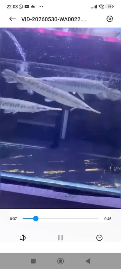 small spotted Florida gar