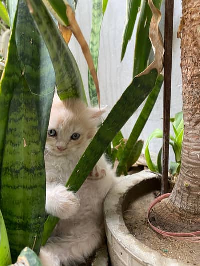 Kitten For Sale