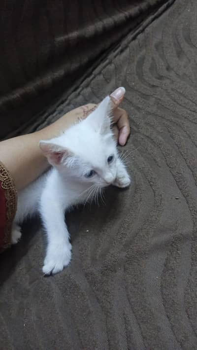 Persian kitten