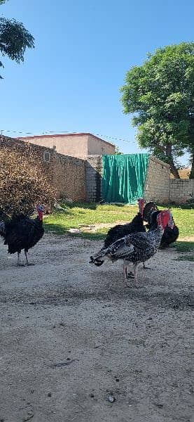 Turky birds
