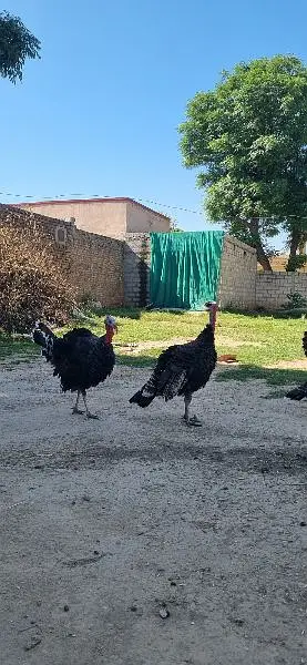Turky birds — photo 2