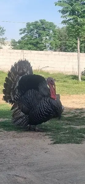 Turky birds — photo 3