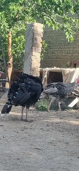 Turky birds — photo 4
