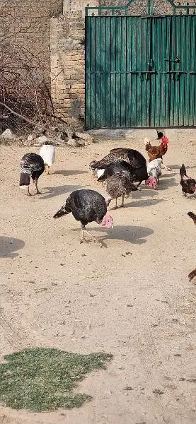 Turky birds — photo 6