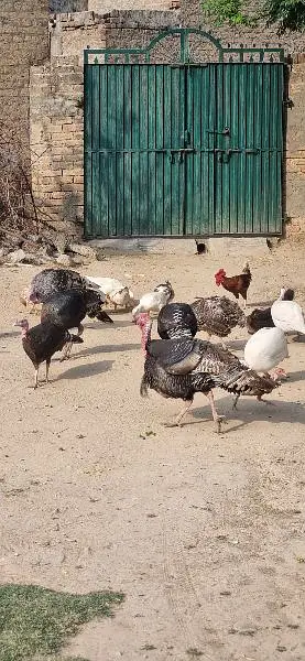 Turky birds — photo 7