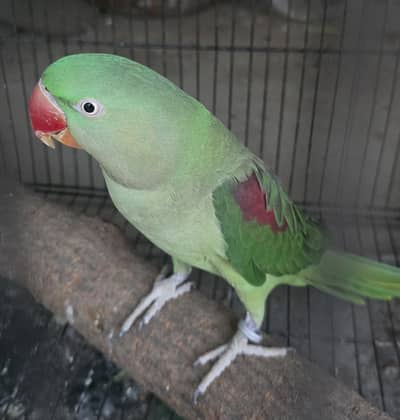 Parrot