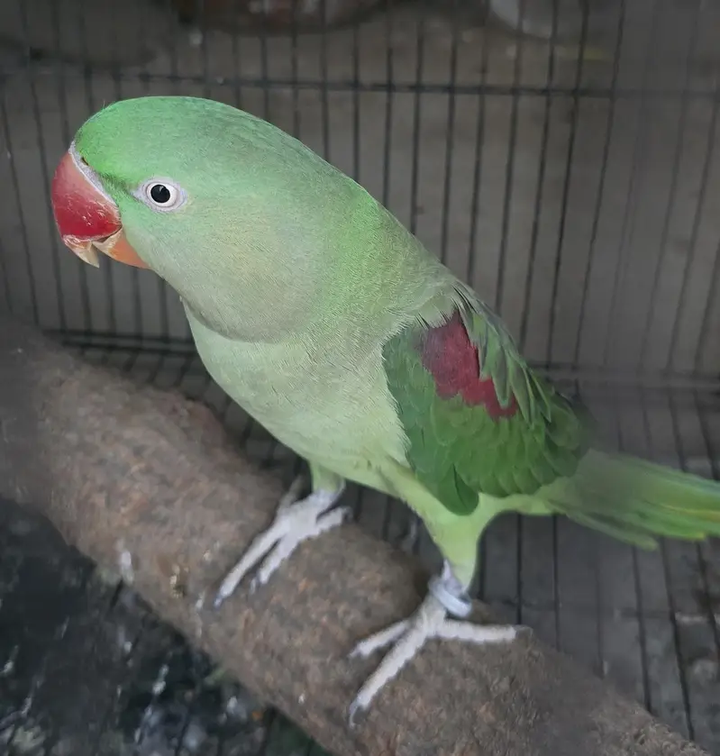 Parrot — photo 3