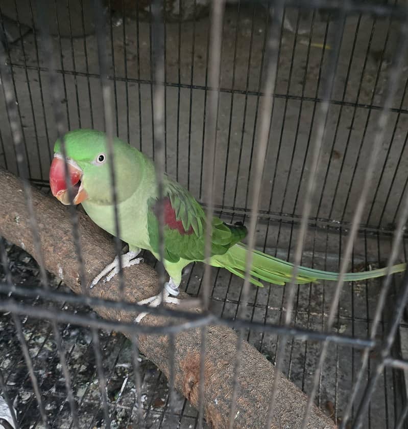 Parrot 1