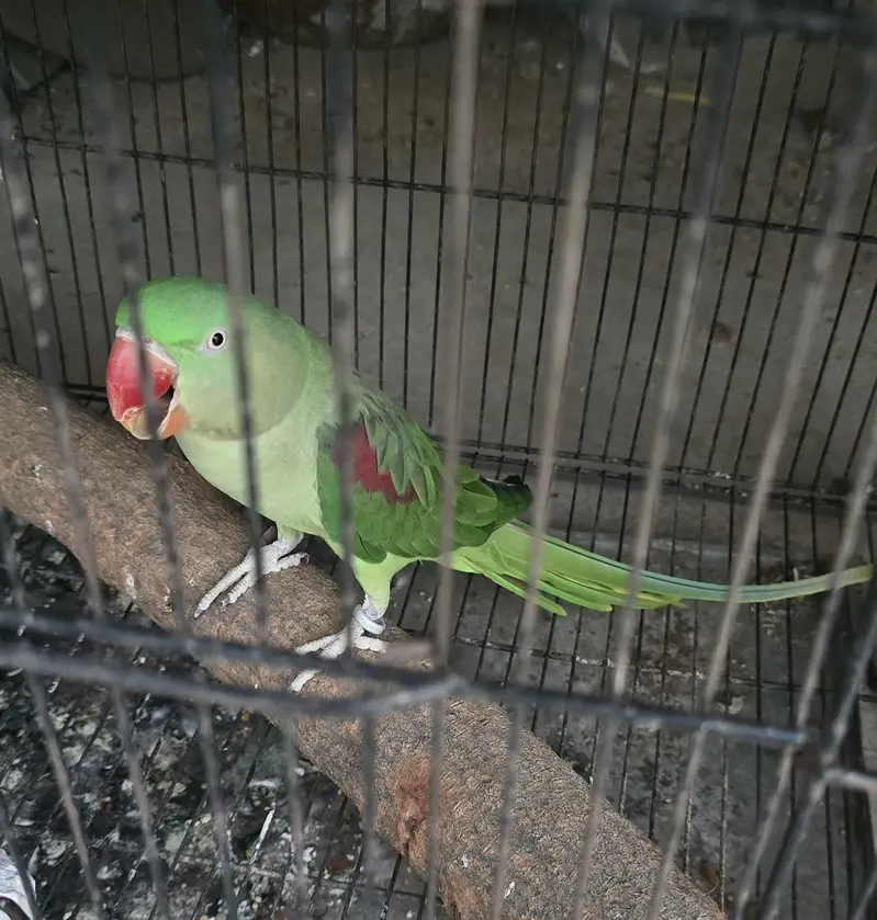 Parrot — photo 4