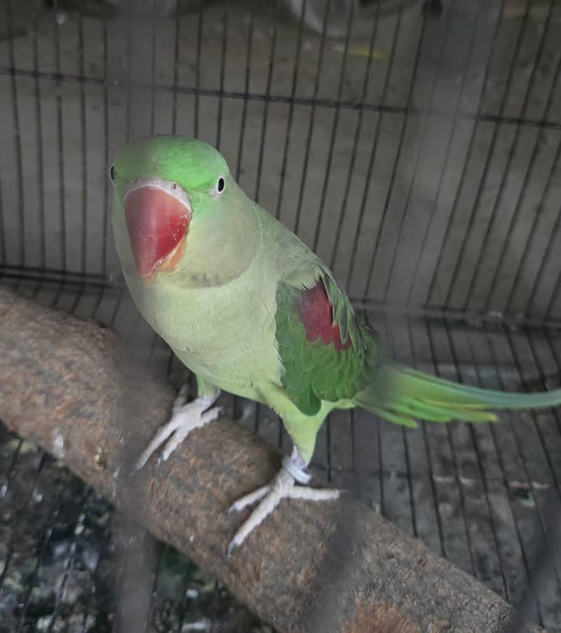 Parrot 2