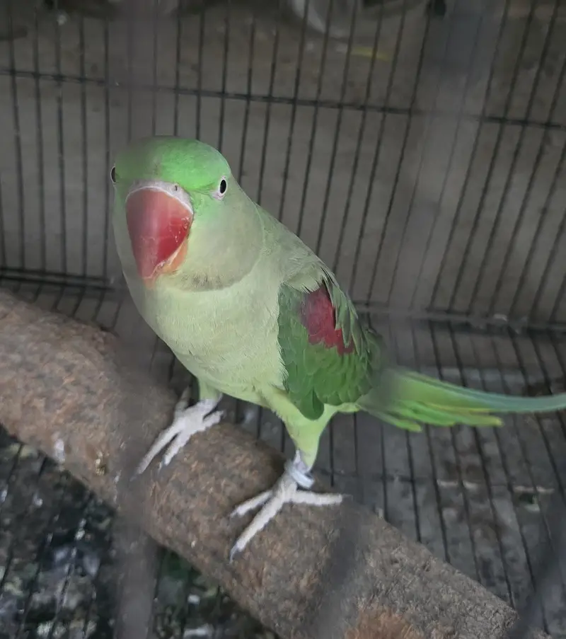 Parrot — photo 5