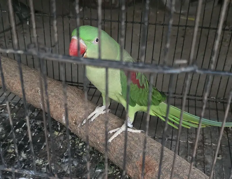 Parrot — photo 6