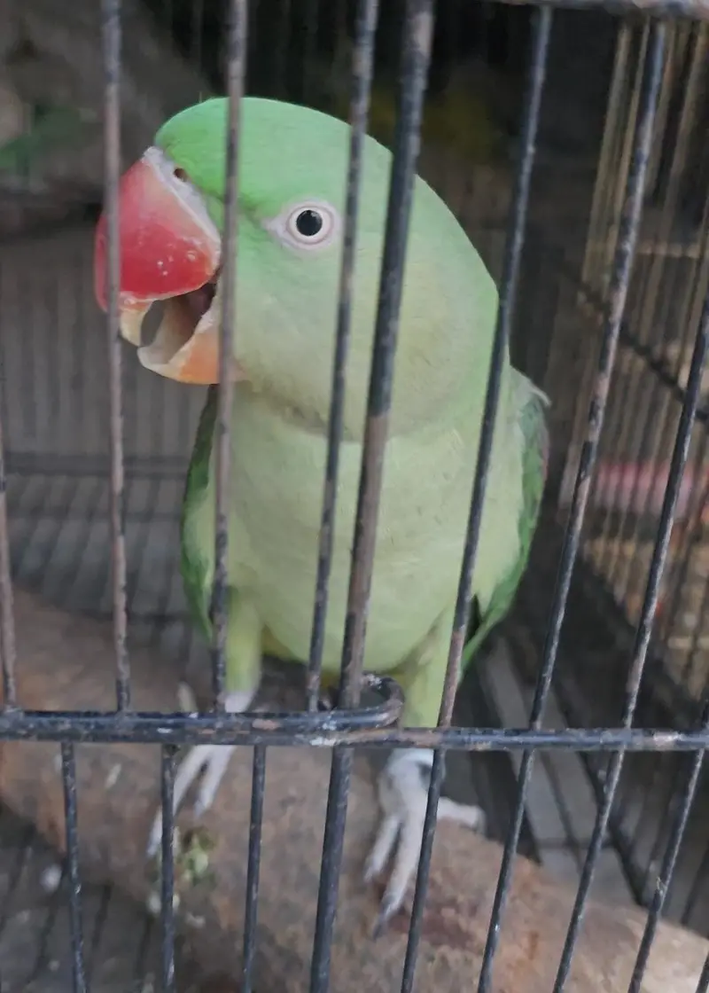 Parrot — photo 7