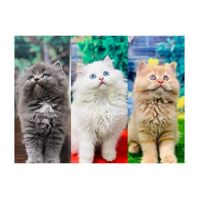parshion kitten cat male and female British