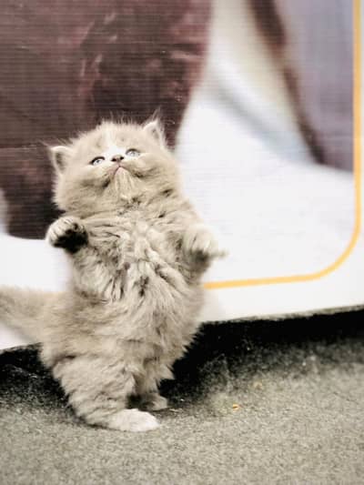 Persian triple coated kittens for sale cash on delivery available hy