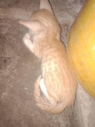 kittens for sale