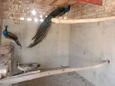 Breeder blue Shoulder pair for sale