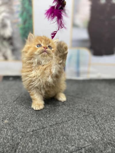 Persian triple coated kittens for sale cash on delivery available hy