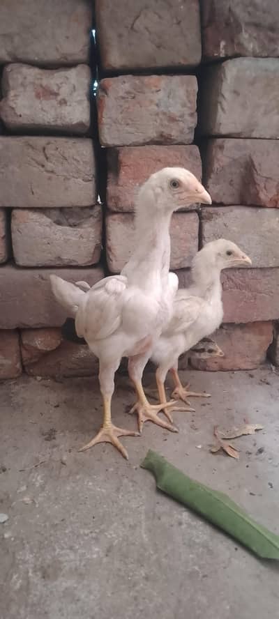 Waite Shamo, Onagadori (long Tail), Turkey Chicks