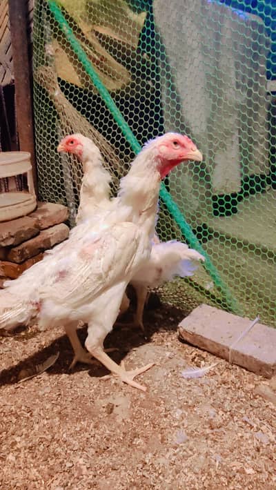 egg laying huge size white o shamo female
