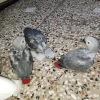 African grey  for sale