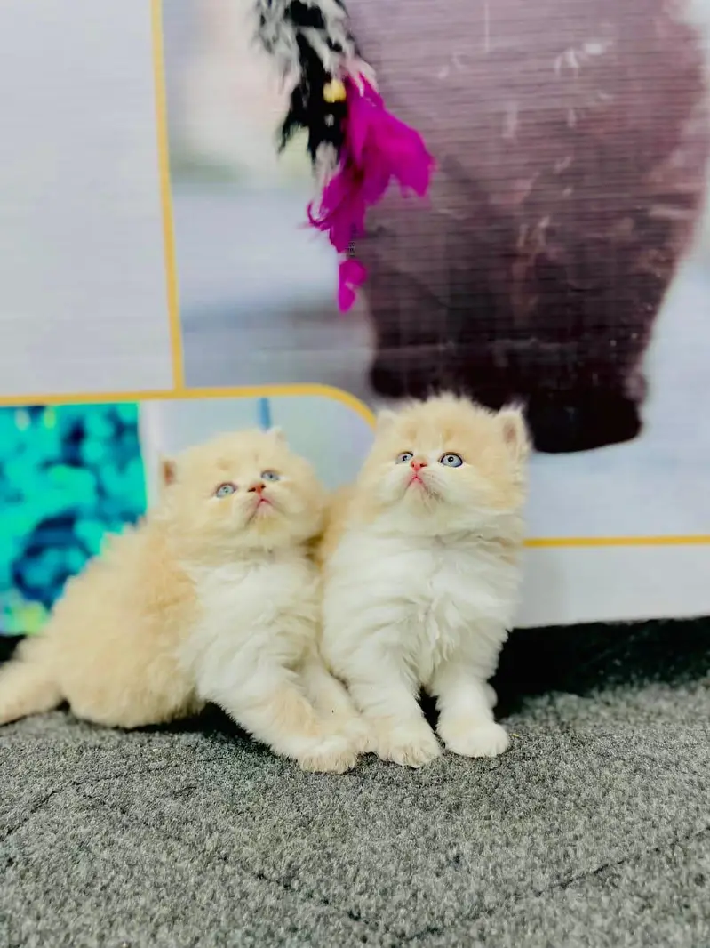 cash on deliveryparshion kitten cat male and female British — photo 2